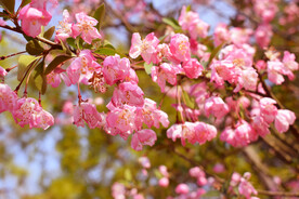 繁花
