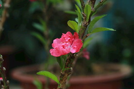 桃花