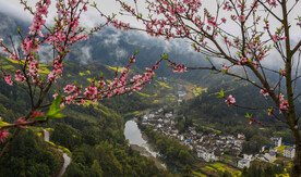 桃花