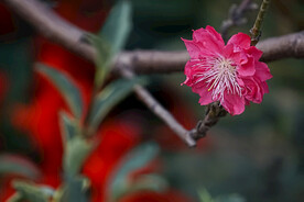 桃花