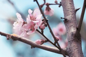 桃花