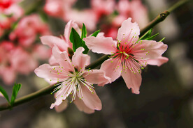 桃花