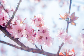 桃花