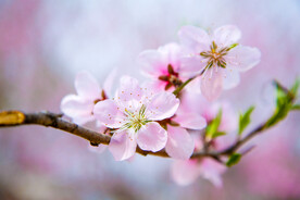 桃花