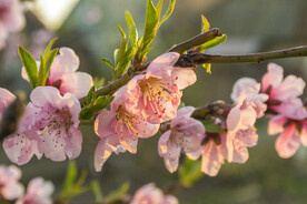 桃花