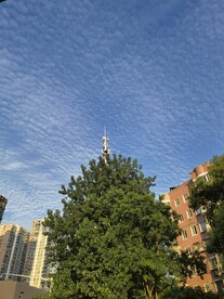 一棵树