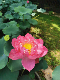 阳光下的芙蓉花