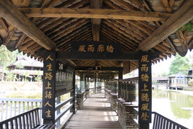 云南 茶树 风景 