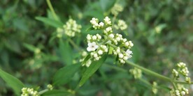 苦菜野外图片