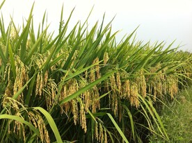 水稻