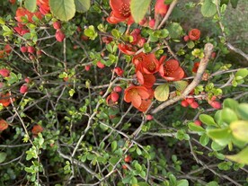 花与蜜蜂