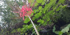 彼岸花野外