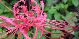 石蒜花图片
