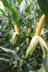 玉米