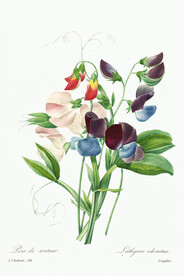 花卉