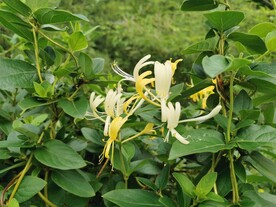 金银花