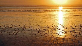夕阳