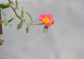 石榴花