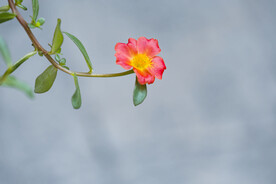 小花儿 