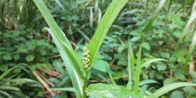 翅果菊图片