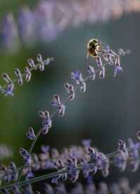 蜜蜂在采蜜图片