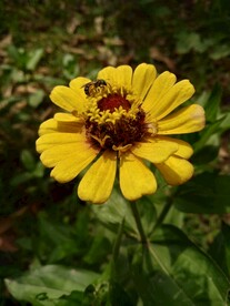蜜蜂在采蜜图片