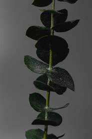 植物照片