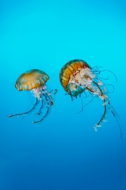 水母照片