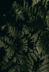 植物图片