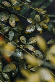 雨滴叶子照片