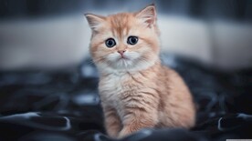 猫喵