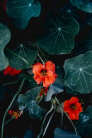 旱金莲植物花卉背景
