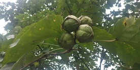 木油桐图片