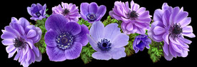 鲜花