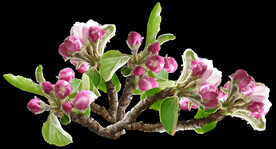 鲜花