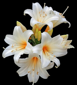 鲜花