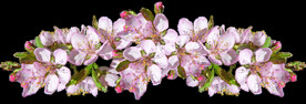 鲜花