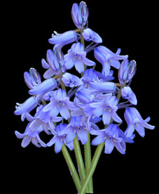 鲜花