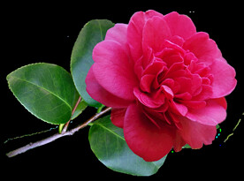 玫瑰花