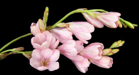 鲜花