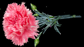 鲜花