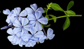鲜花