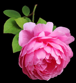 玫瑰花