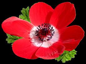 鲜花