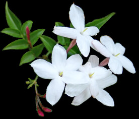 鲜花