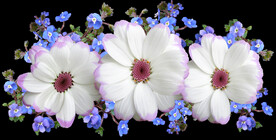 鲜花