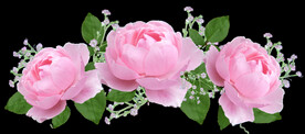 玫瑰花