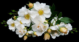 鲜花