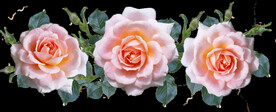 玫瑰花