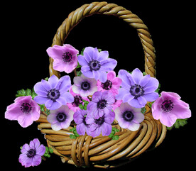 鲜花